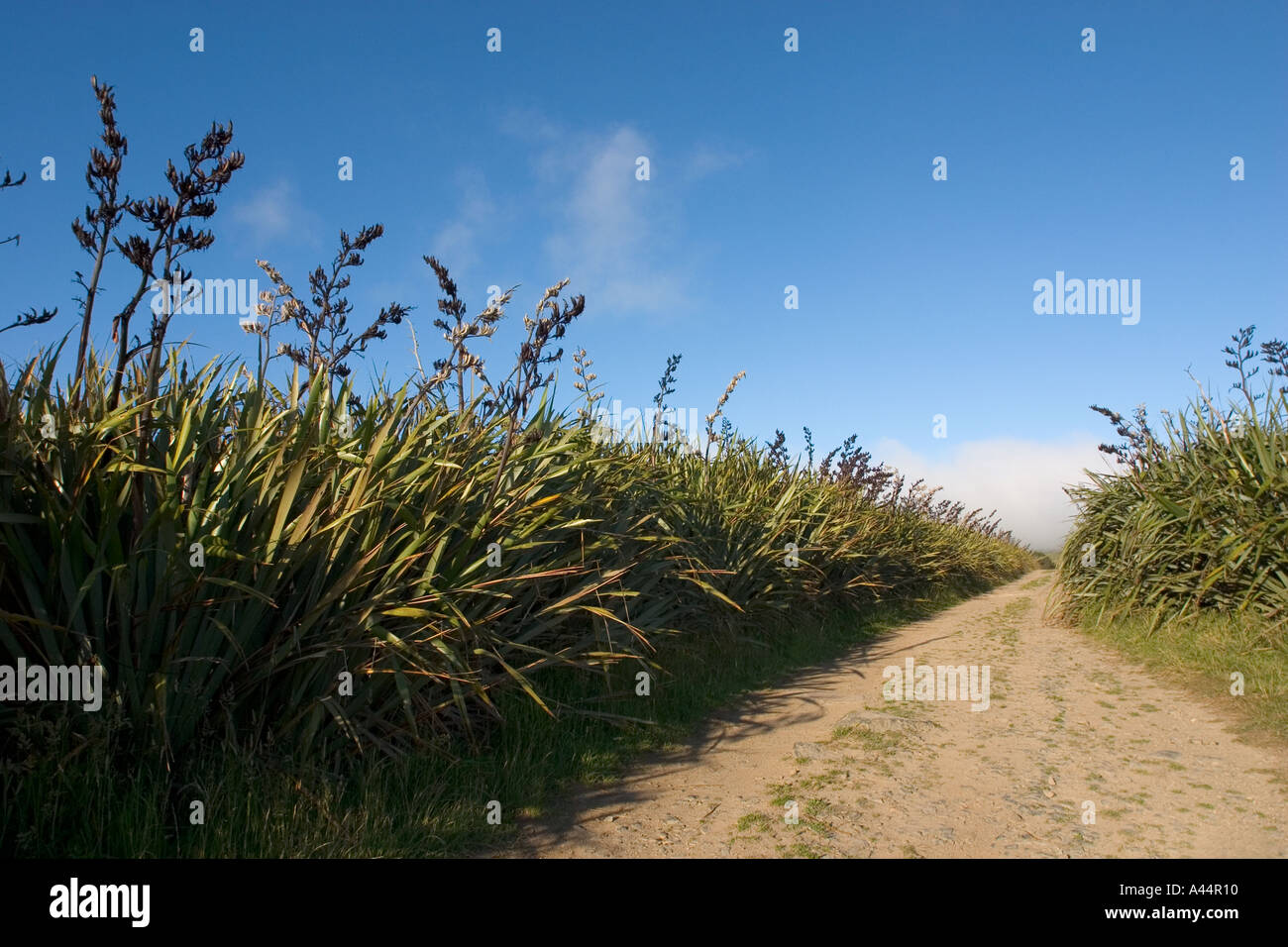 Track on the Otago Peninsula bordered by flax plants characteristic of the New Zealand landscape Stock Photo
