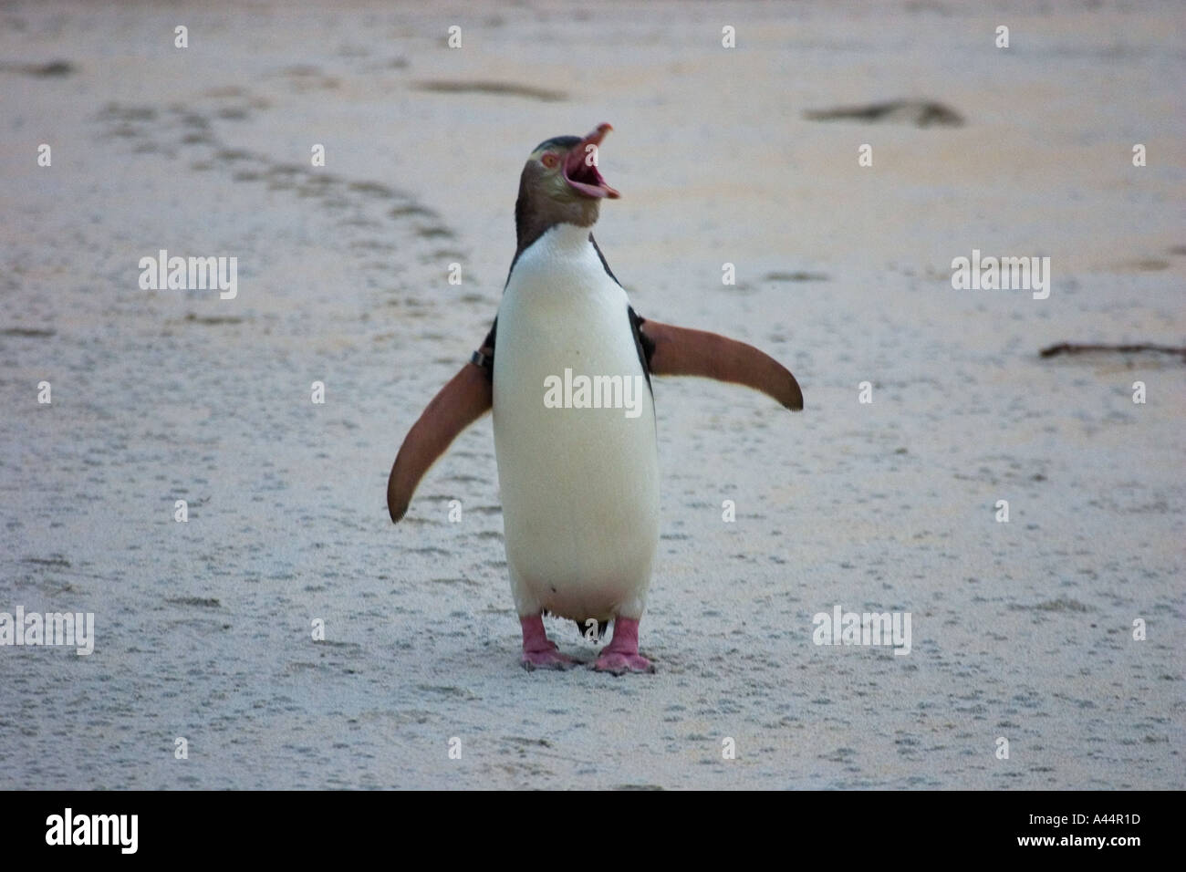 Yellow eyed Penguin shouting towards its nesting area on returning from