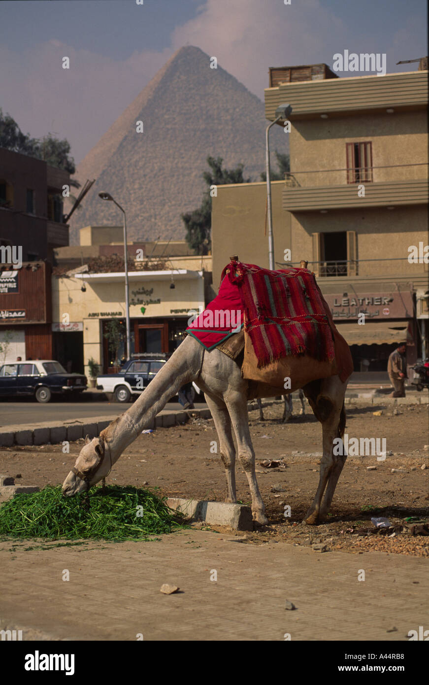 Camel feeding in Cairo Stock Photo - Alamy
