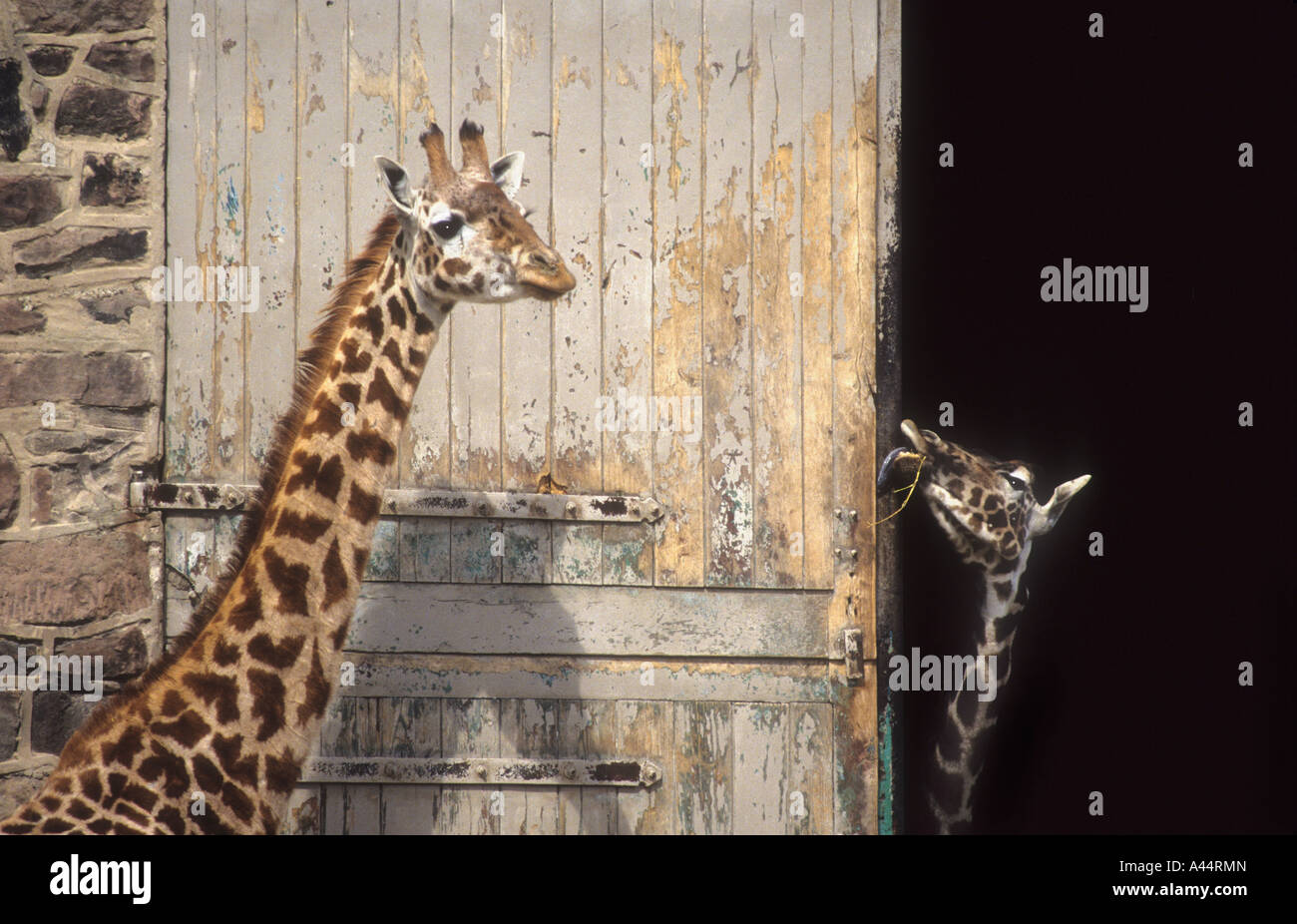 Wooden giraffes hires stock photography and images Alamy