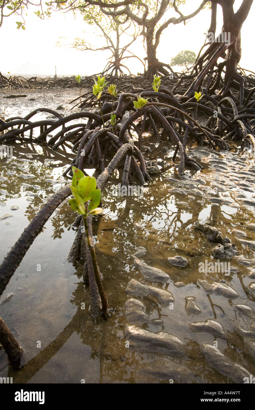 India Andaman and Nicobar North Andaman Island Diglipur coastal mangrove new shoots growing Stock Photo