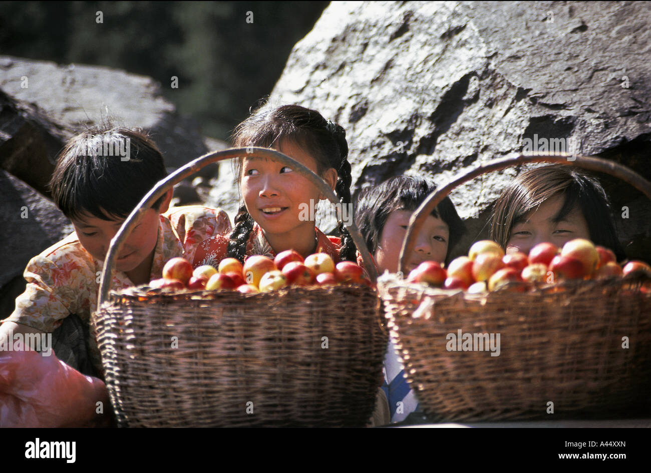 Kazakhstan apple hires stock photography and images Alamy