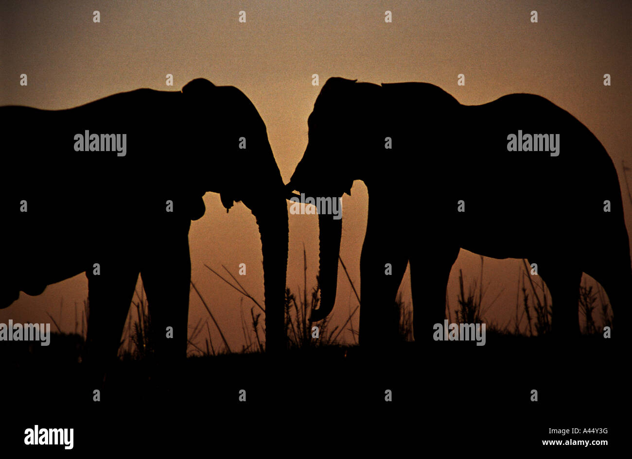 Wild Elephants play during sunset along the Chobe River, Botsuwana Stock Photo