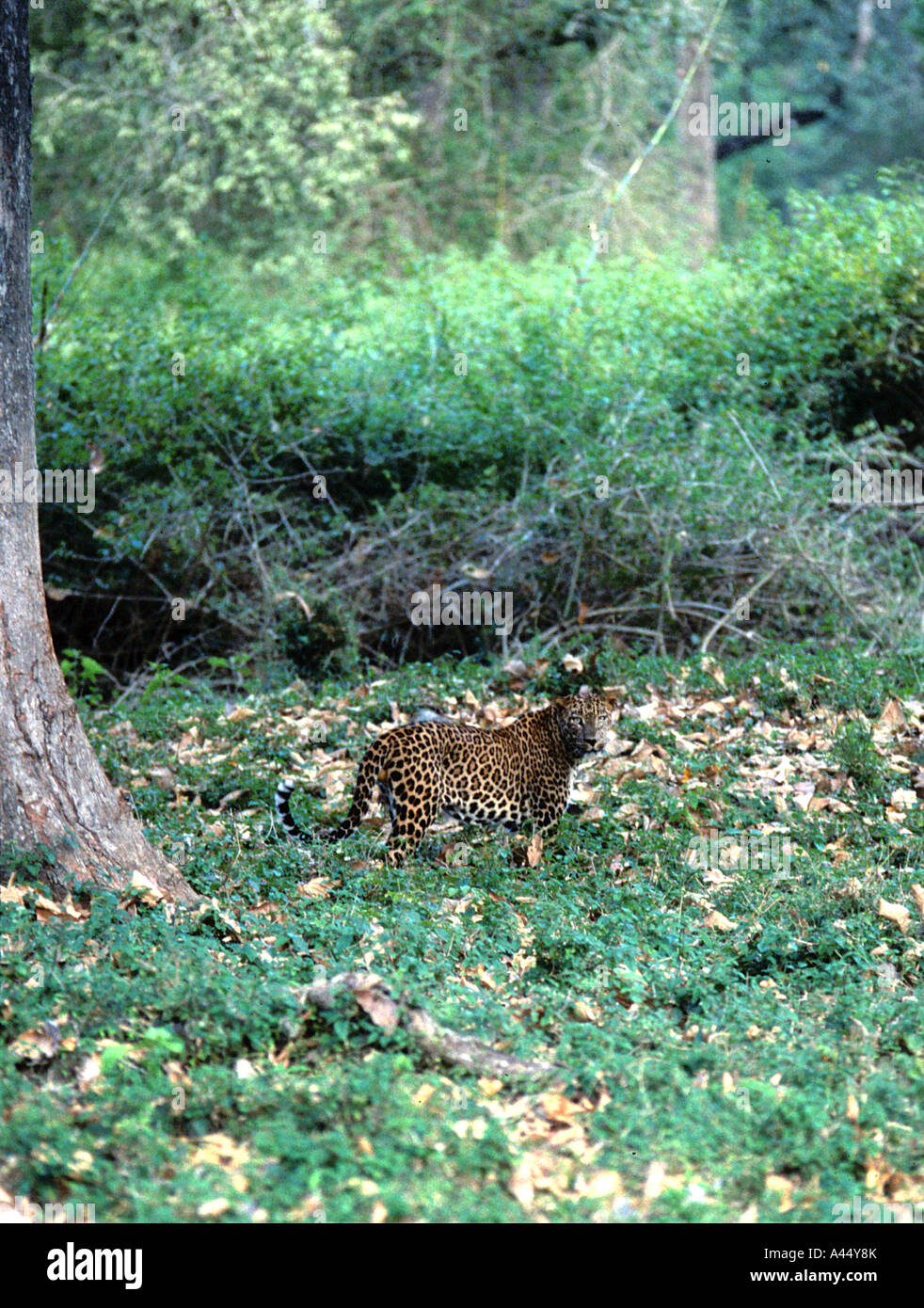 An indian leopard in the forest of Kabini, Karnataka,India Stock Photo