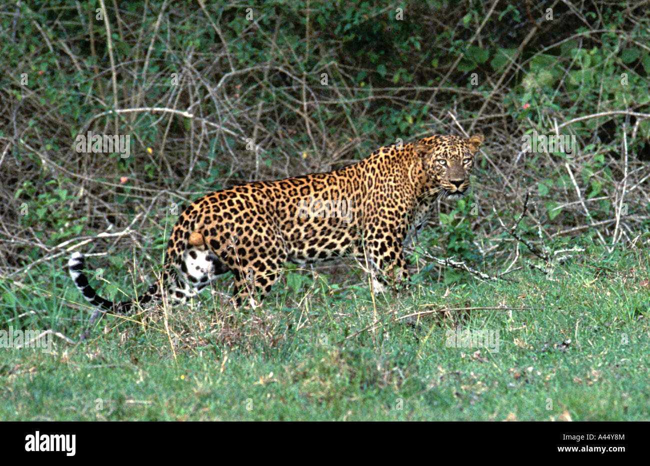 An indian leopard in the forest of Kabini, Karnataka,India Stock Photo
