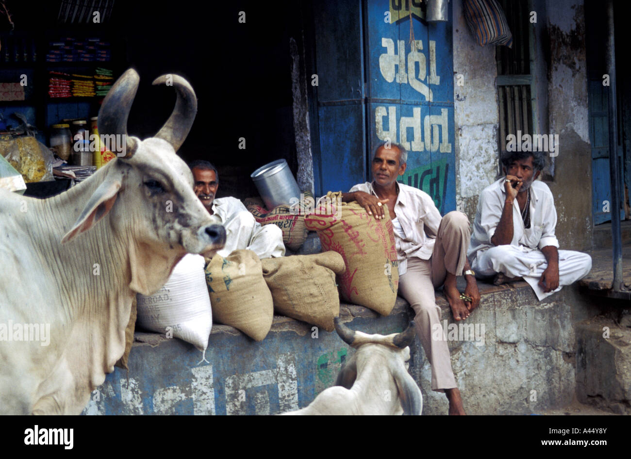 A lazy afternoon in Mandvi, Gujarat, India. Cows walk the street while men drink tea and talk Cricket. Stock Photo