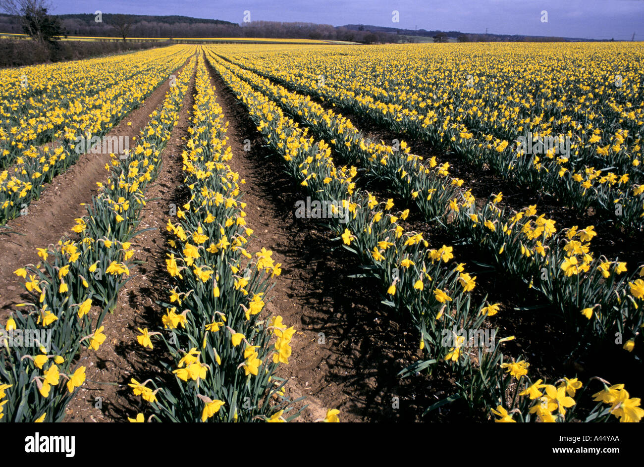 daffodil fields daffodils grown for medicinal drugs nr steppingley