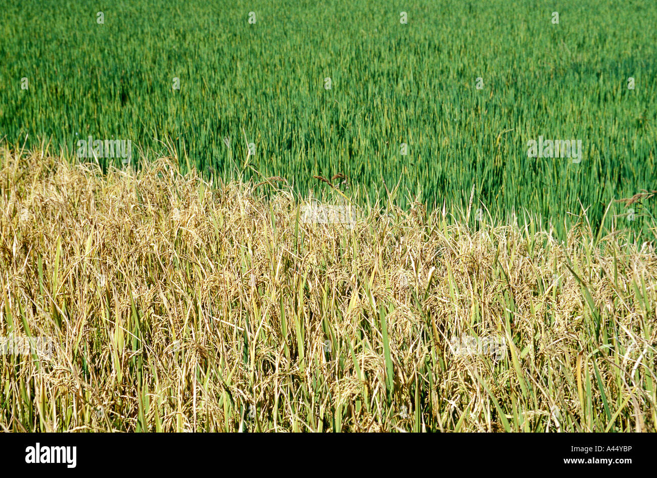 Stages of rice harvest hires stock photography and images Alamy
