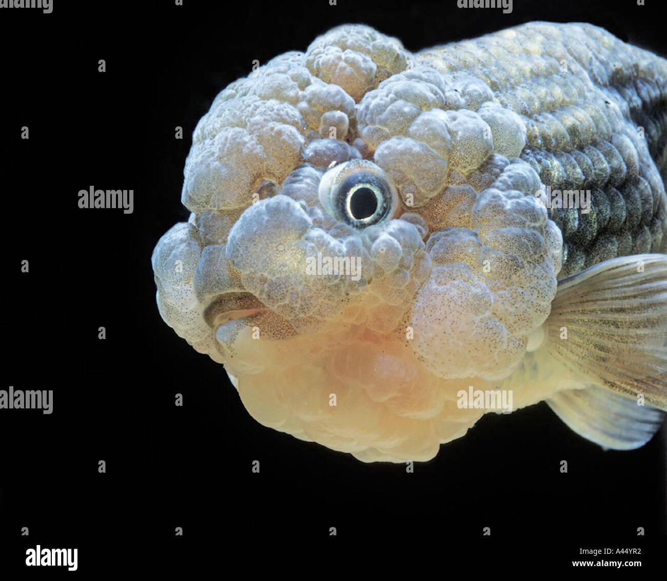 Goldfish Carassius Auratus Poisson Rouge Water Aquarium Freshwater Pet Hobby Underwater Swim Fish Tropical Exotic Red Rare Curious Head Monster Funny Face Stock Photo Alamy Goldfish Carassius Auratus Poisson Rouge Water Aquarium Freshwater Pet Hobby Underwater Swim Fish Tropical Exotic Red Rare Curious Head Monster Funny Face Stock Photo Alamy