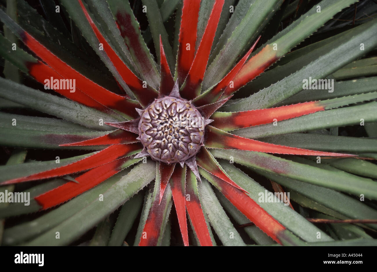 The flower of a bromeliad plant, Fascicularia pitcairnifolia, growing wild on the island of Bryher, in the Isles of Scilly, Cornwall, Great Britain. Stock Photo