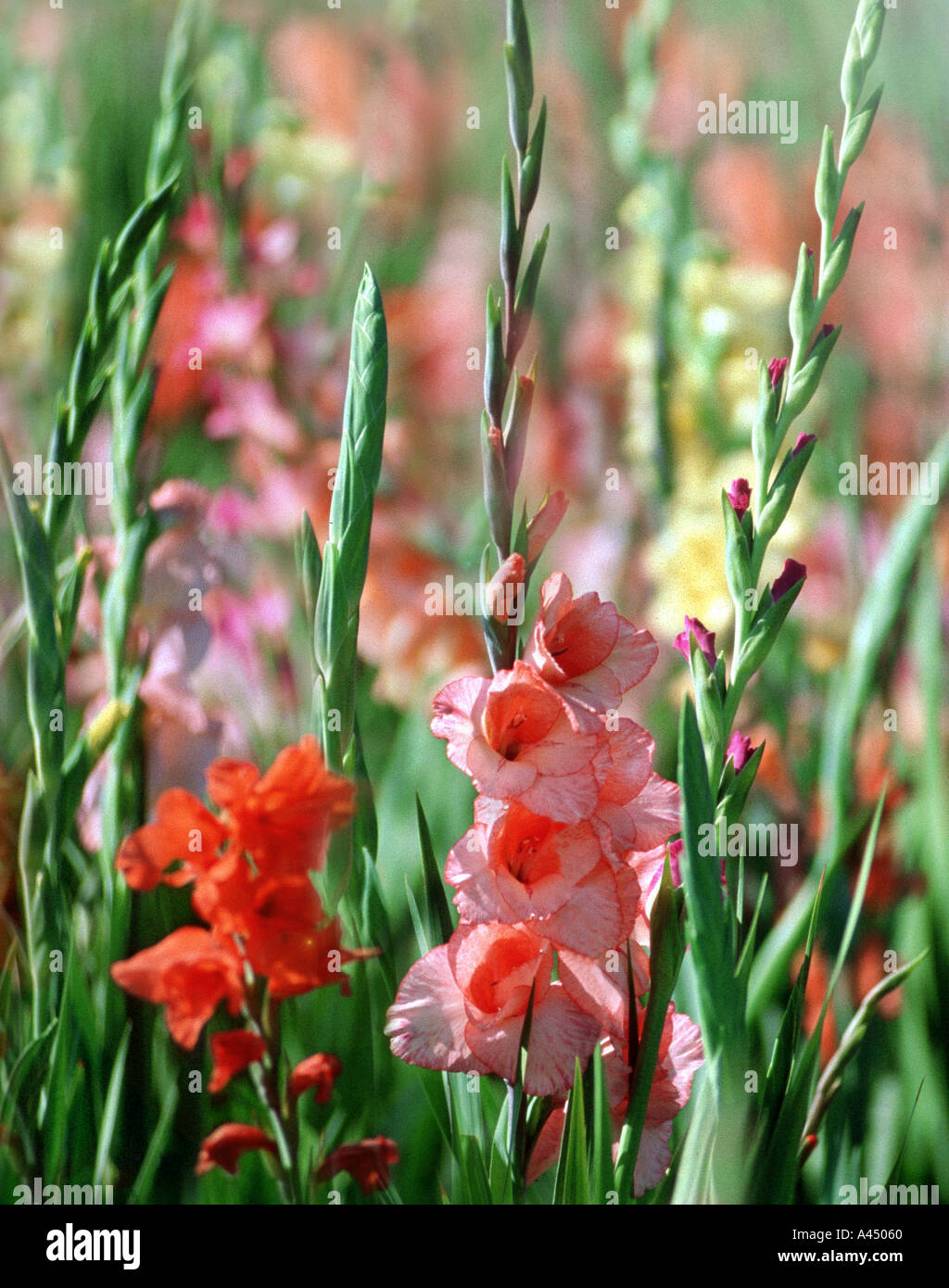 field with gladiolas flowers GLADIOLA GANDAVENSIS Stock Photo