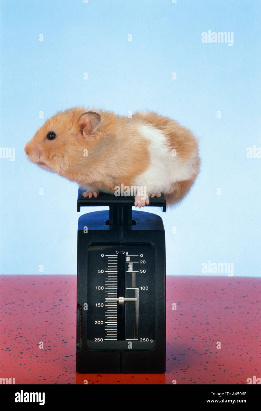 Fat hotsell syrian hamster