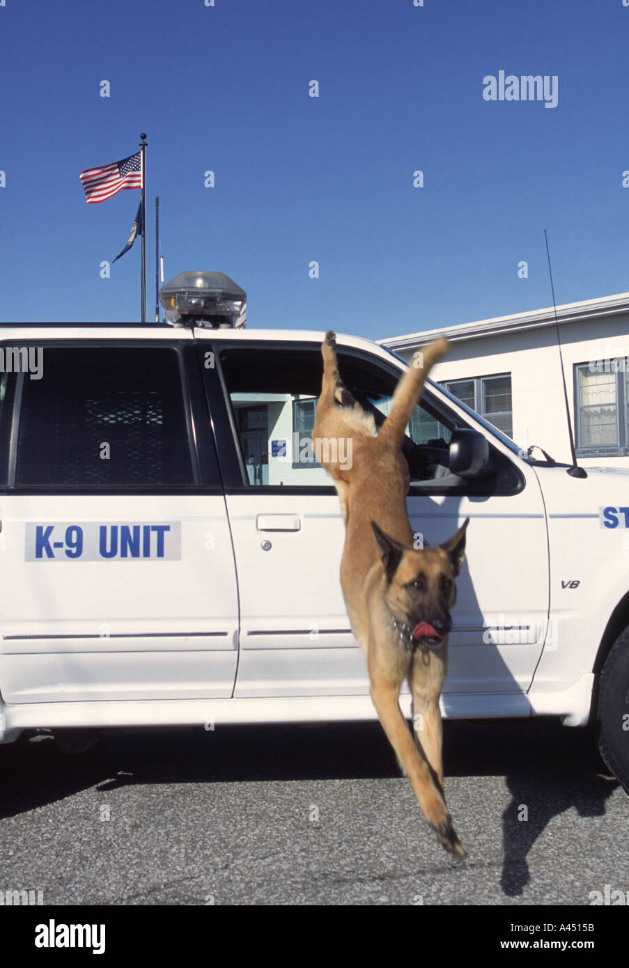 Why Did My Dog Jump Out Of The Car Window