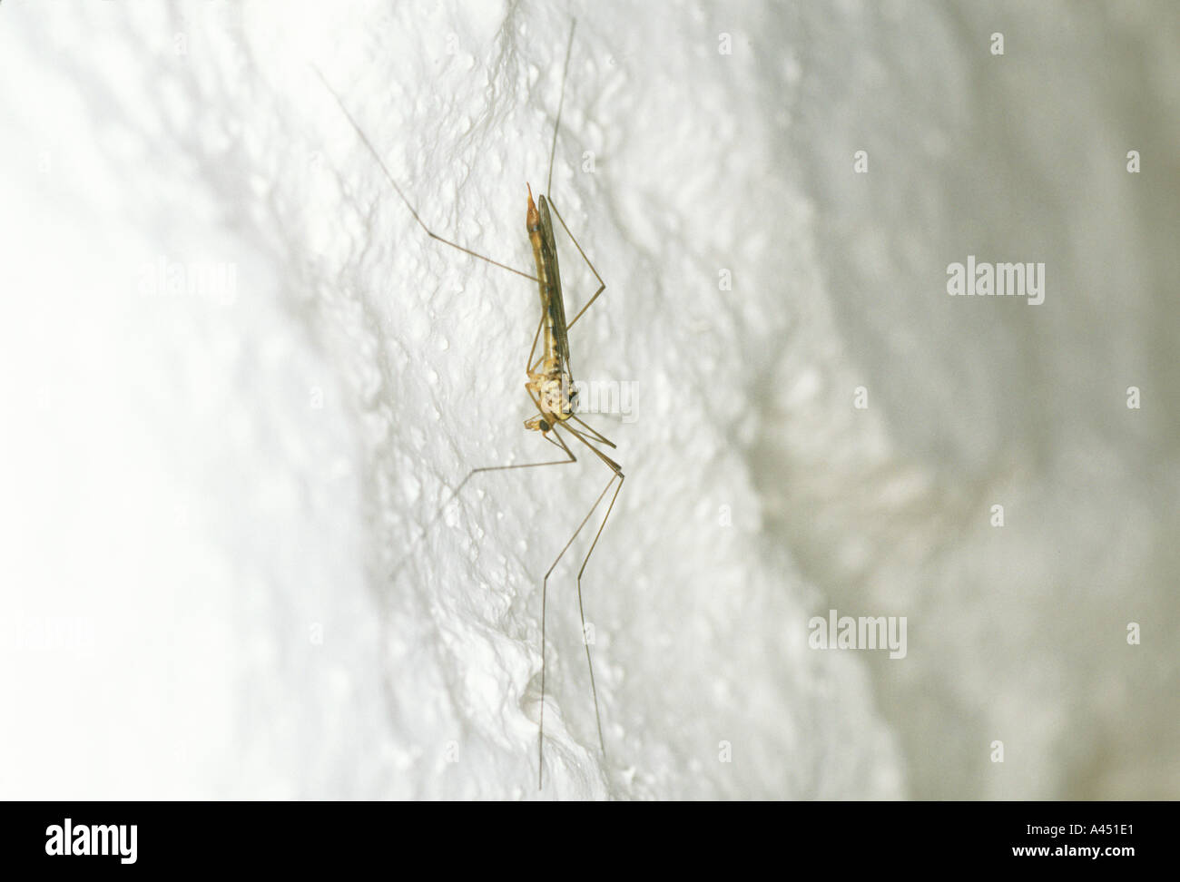 Spotted Crane fly Nephrotoma appendiculata  Stock Photo