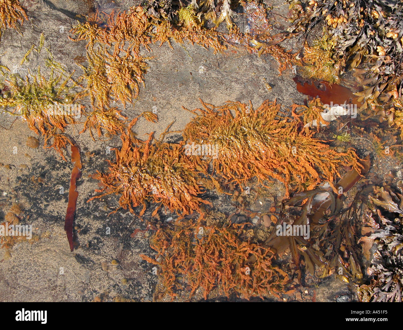 Cooured Rocks Earth core forming hi-res stock photography and images - Alamy