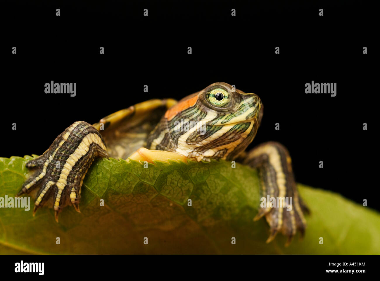 Turtle on leaf Stock Photo