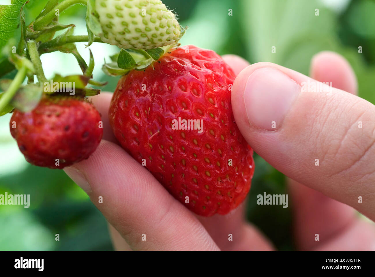 Woman picking strawberries Stock Photo - Alamy