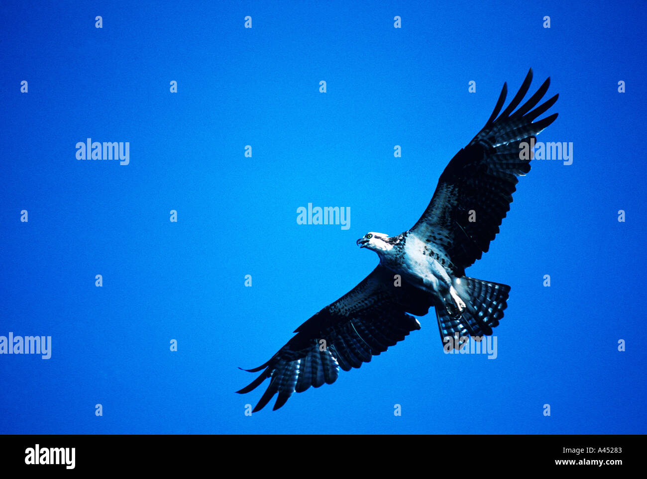 osprey in flight Stock Photo