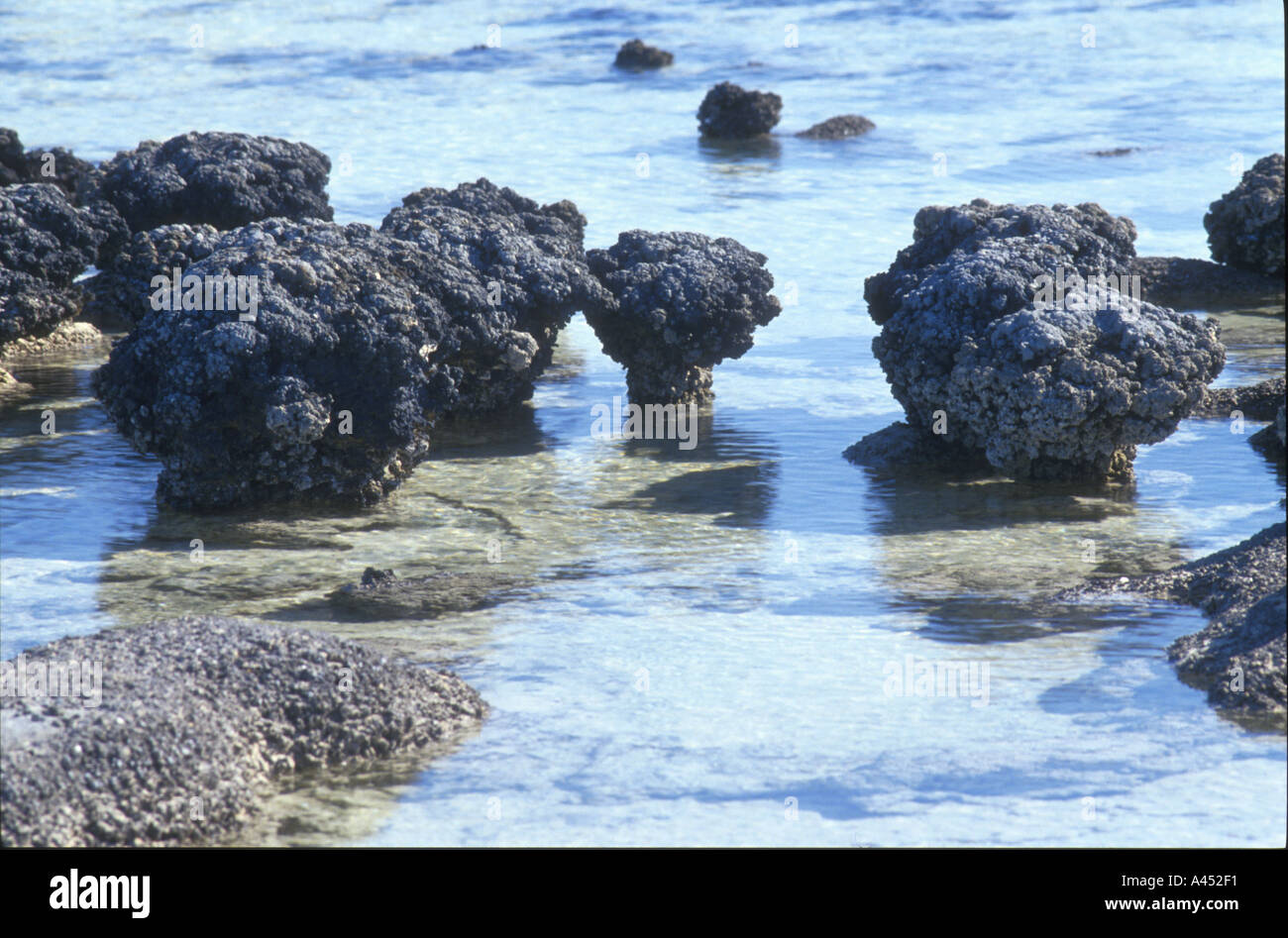 Australian Stromatolites 1 Stock Photo