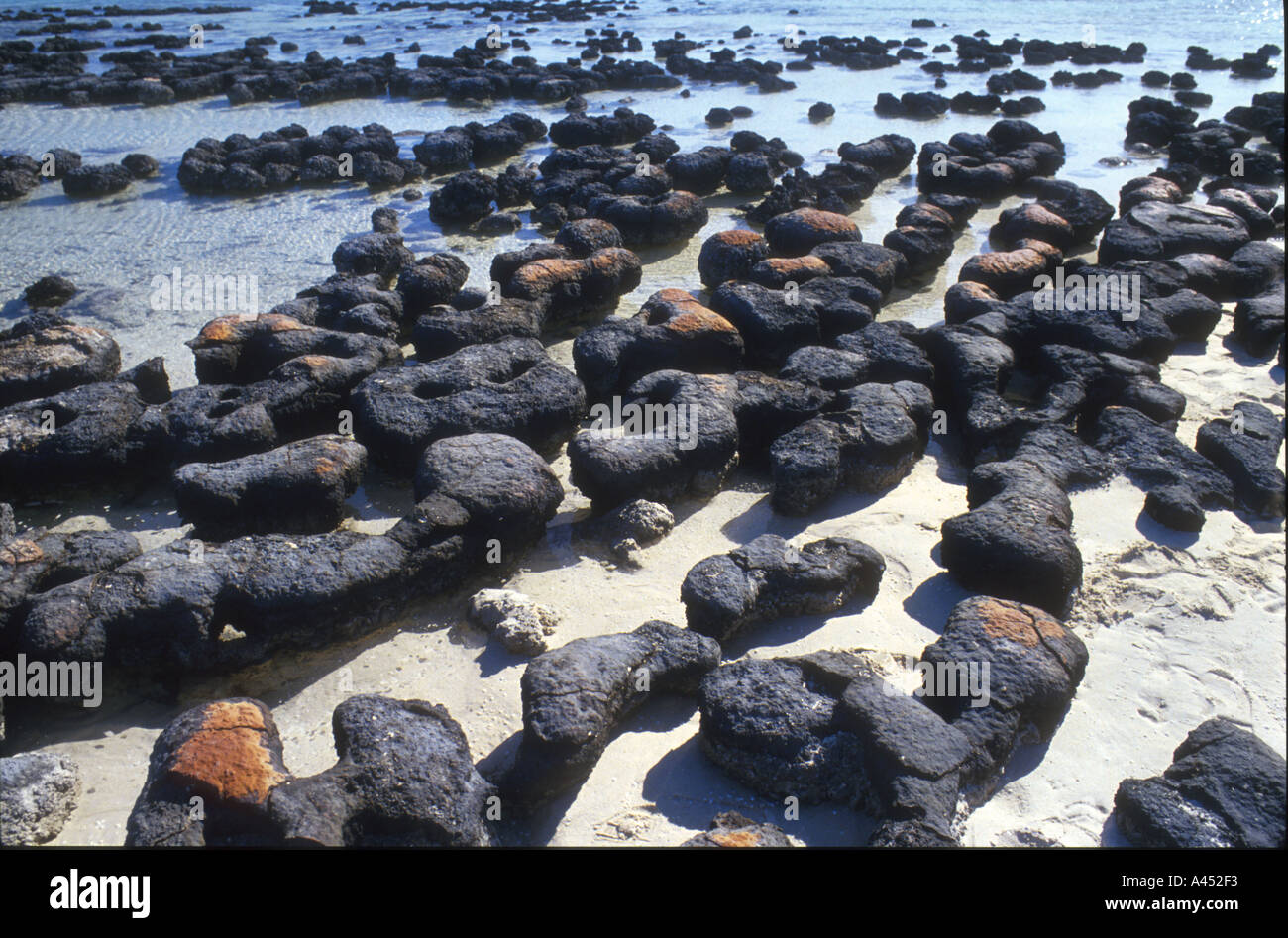 Australian Stromatolites 2 Stock Photo