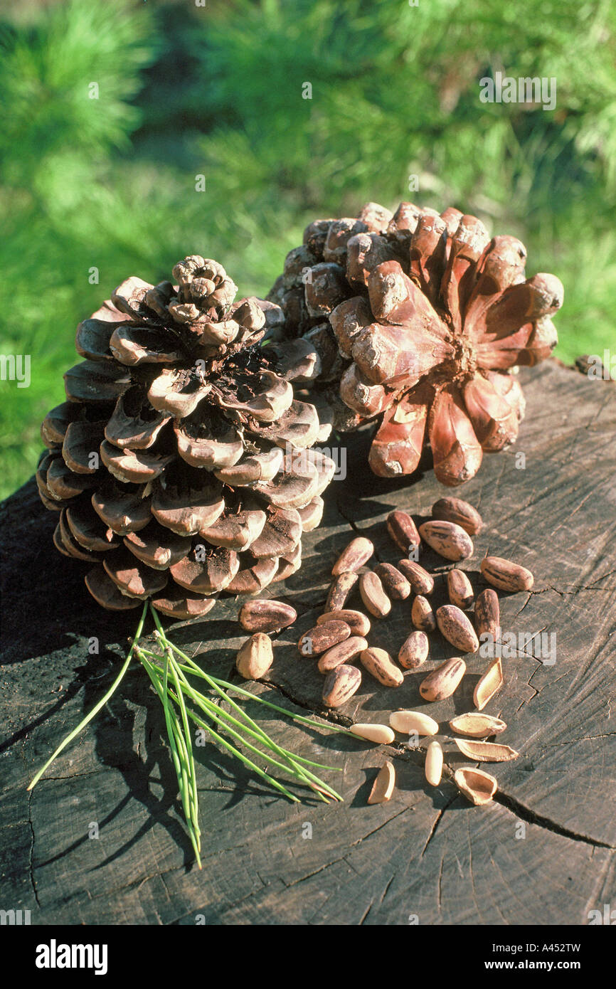 Pine kernel Pinus pinea Stock Photo