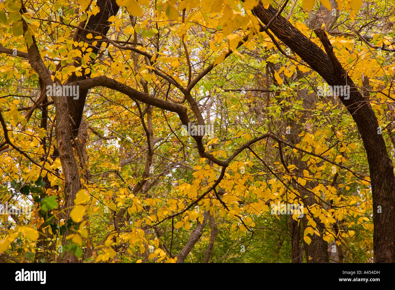 Top Branches Old Oak Trees Autumn Golden Yellow Leaves Stock Photo Alamy