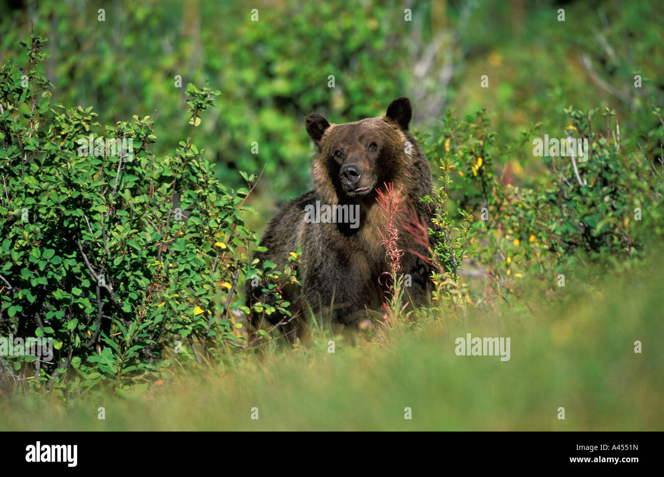 Portrait of a Grizzly Bear eating western service berries and looking