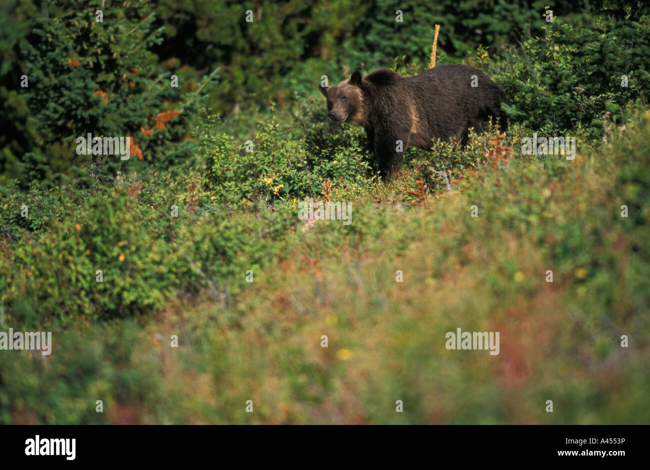 Grizzly Bear eating western service berries in Glacier National Park
