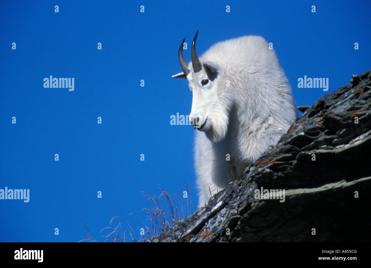 Portrait of a Mountain Goat standing at the edge of a cliff Glacier NP ...