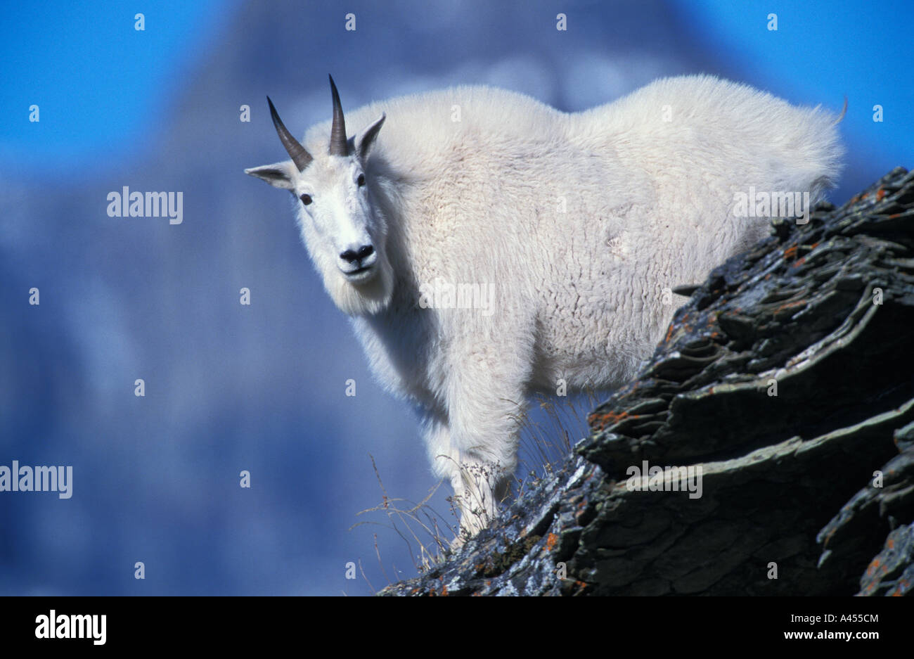 Portrait of a Mountain Goat standing at the edge of a cliff Montana USA ...