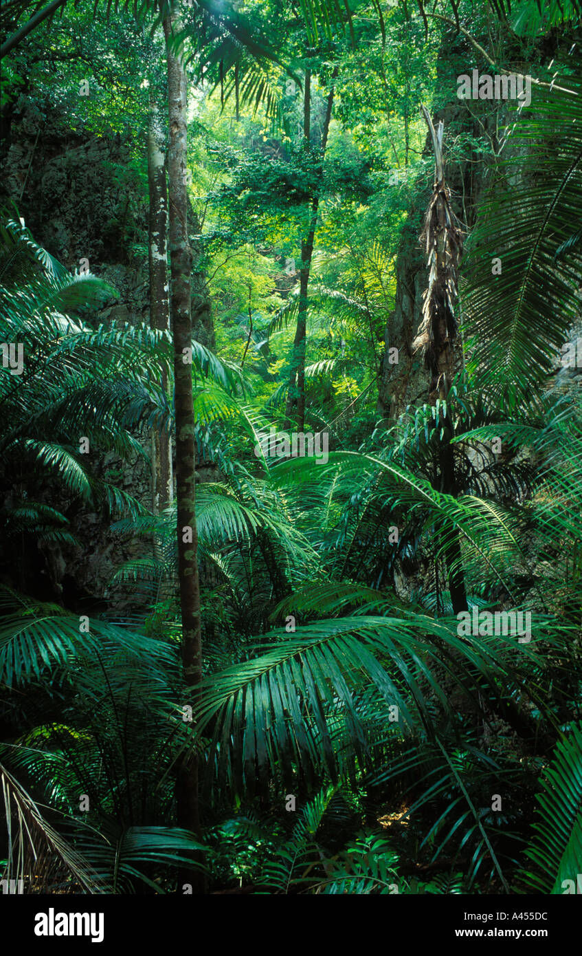 Rainforest hi-res stock photography and images - Alamy