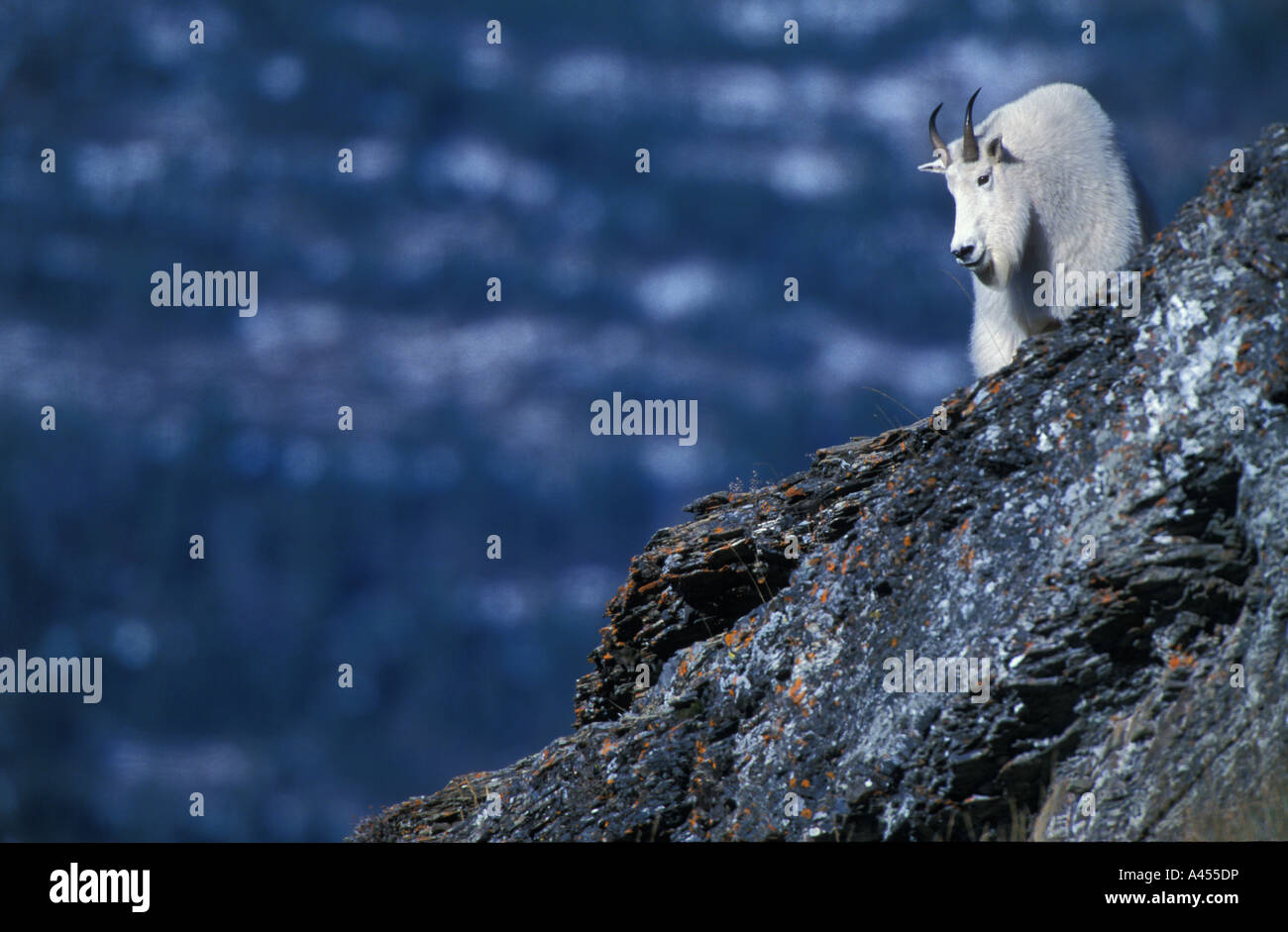 Portrait of a Mountain Goat standing at the edge of a cliff Montana USA ...