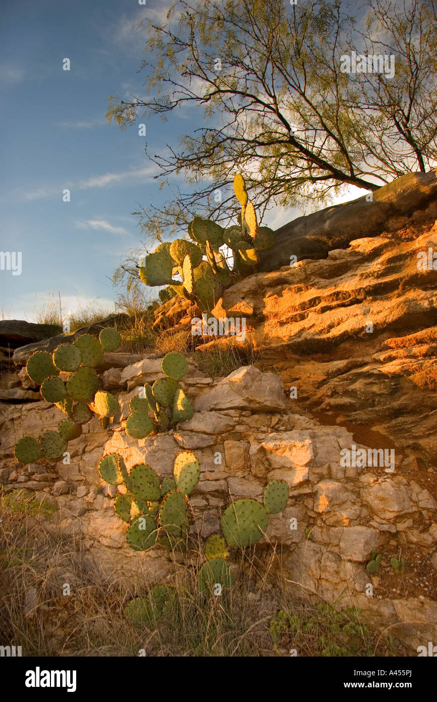 texas mesquite tree thorns