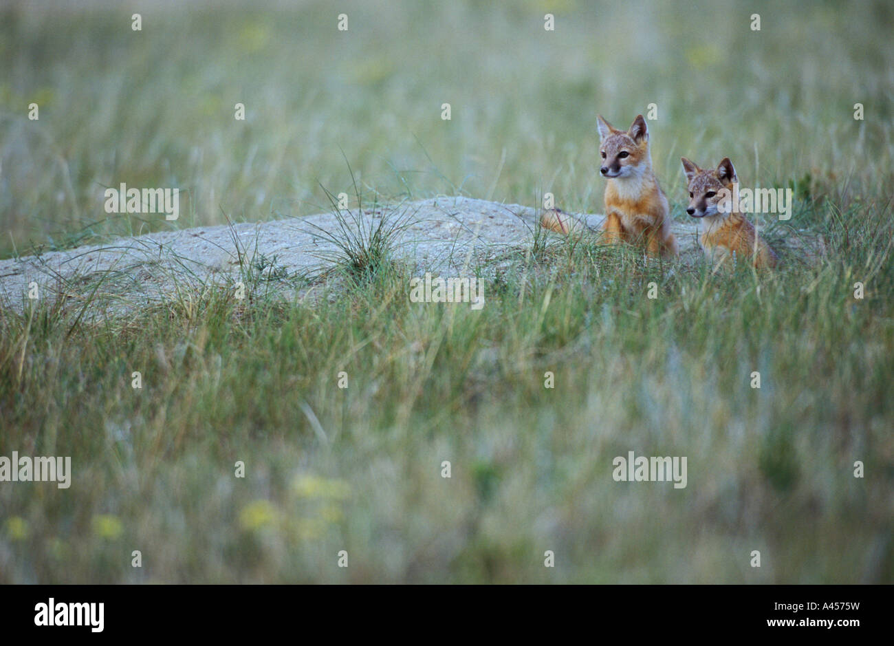 Kit Foxes pups, playing over den. Montana, USA Stock Photo Alamy