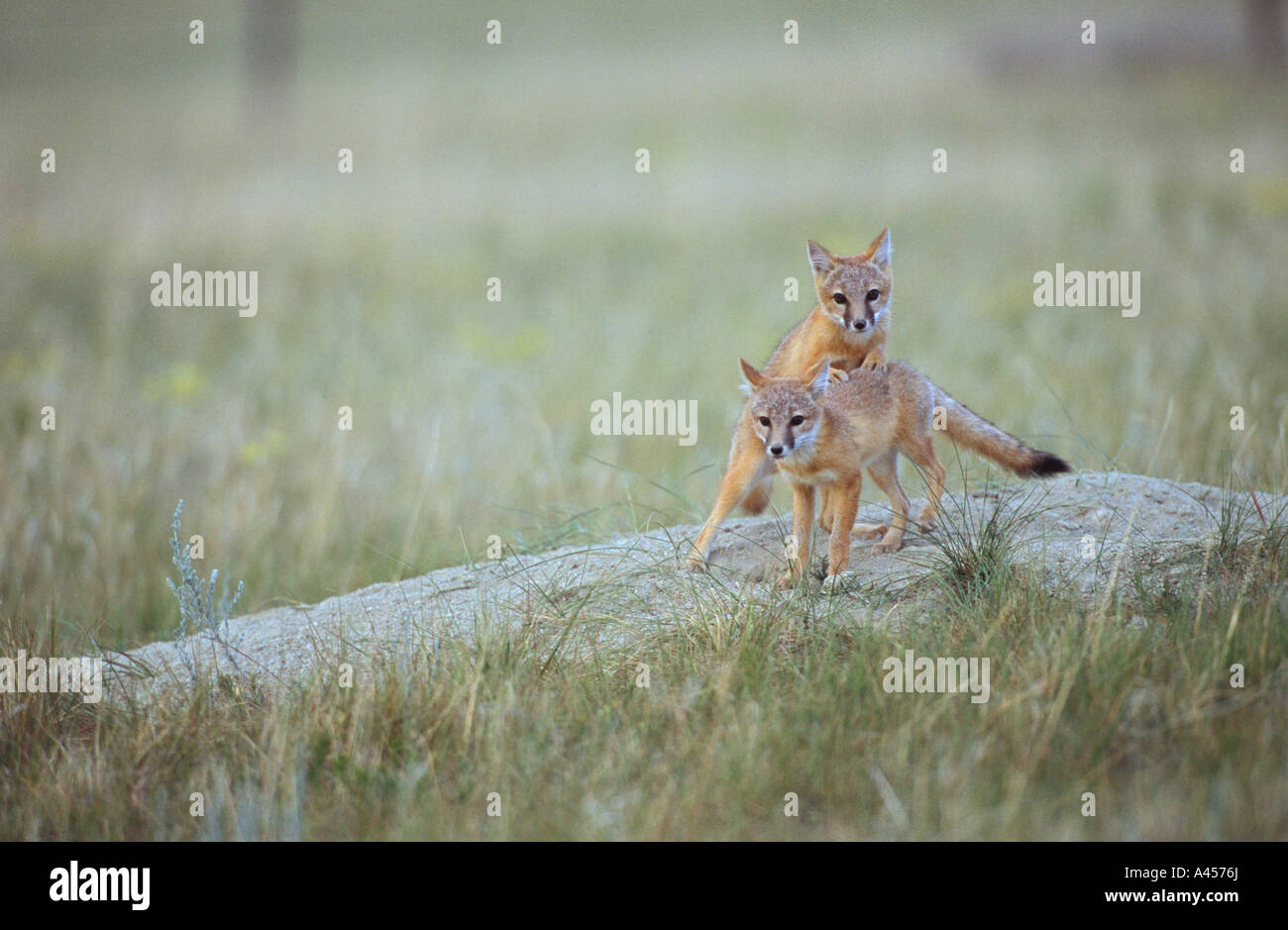 Kit Foxes pups, playing over den. Montana, USA Stock Photo Alamy