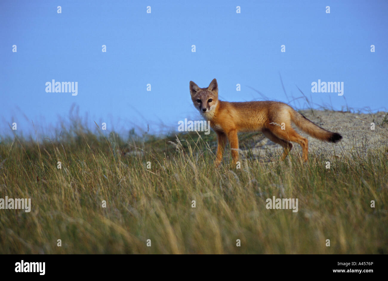 Kit Fox pup exploring the surroundings of its den. Montana, USA Stock