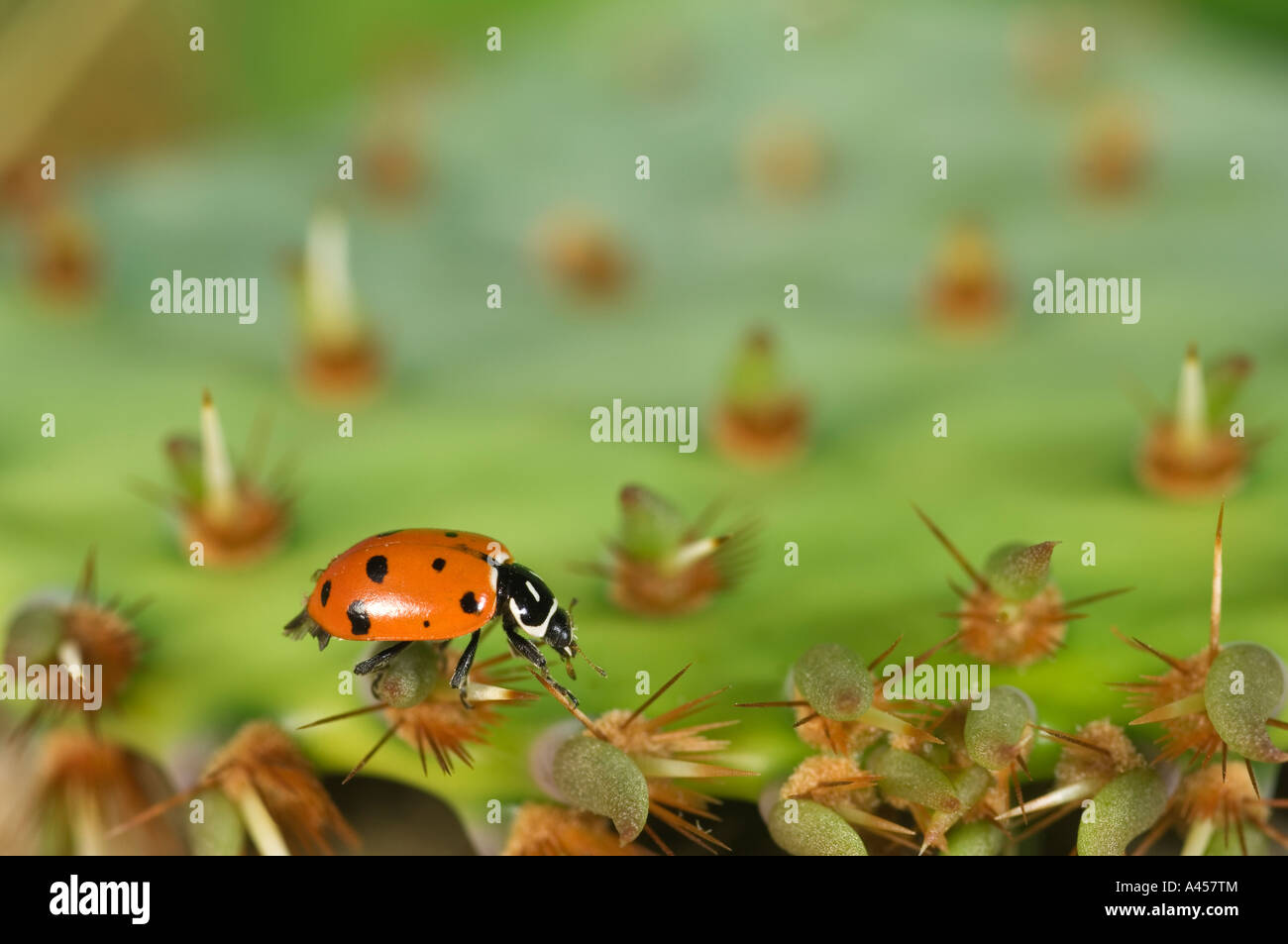 Lady beetle (