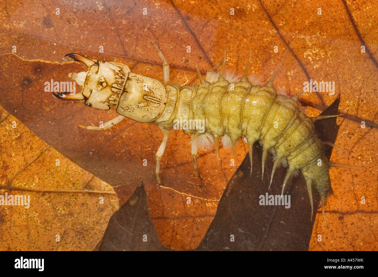 A hellgrammite, Dobsonfly larvae, Corydalus sp. swimming over dead
