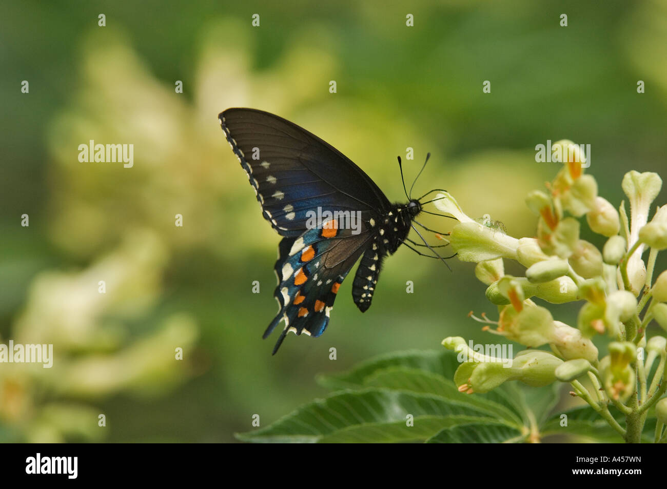 Black Swallowtail, (Papilio polyxenes) feeding on a flowering tree. Texas Hill Country, USA Stock Photo