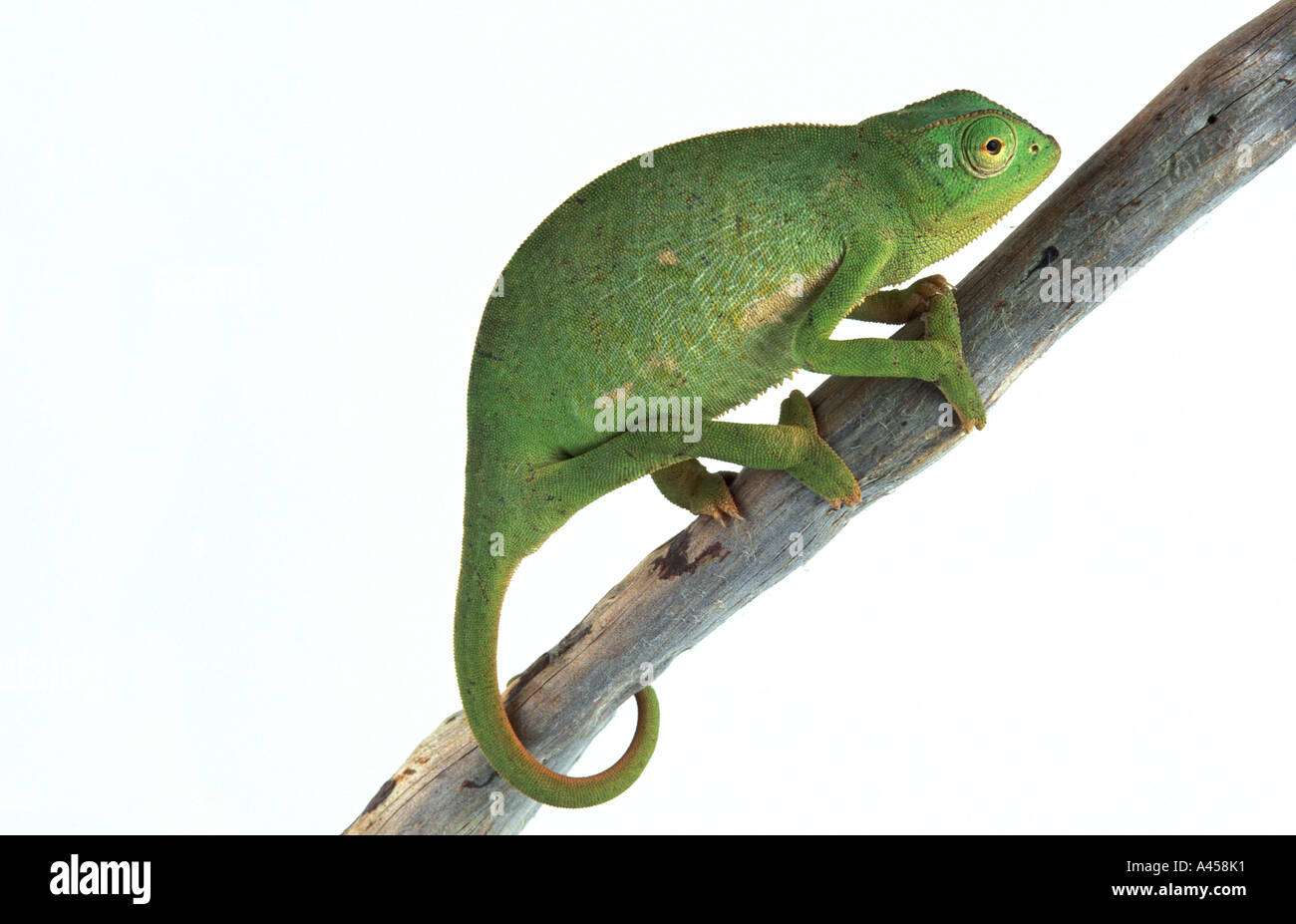 Chamaleon animal reptile nature oviparous green tree branch climb climbing Stock Photo Alamy