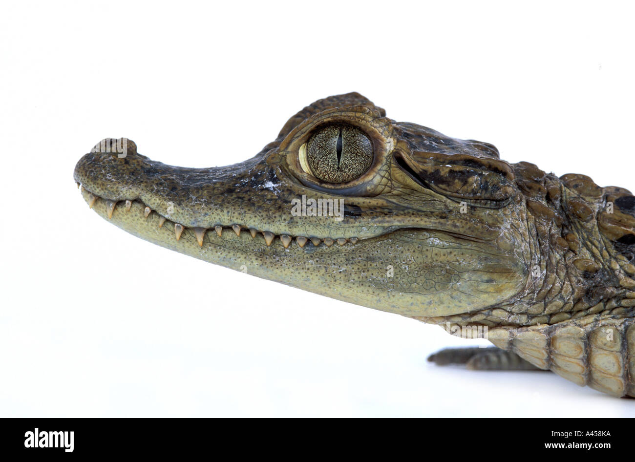 Nile crocodile Crocodylus niloticus South Africa Crocodile du Nil animal nature reptile