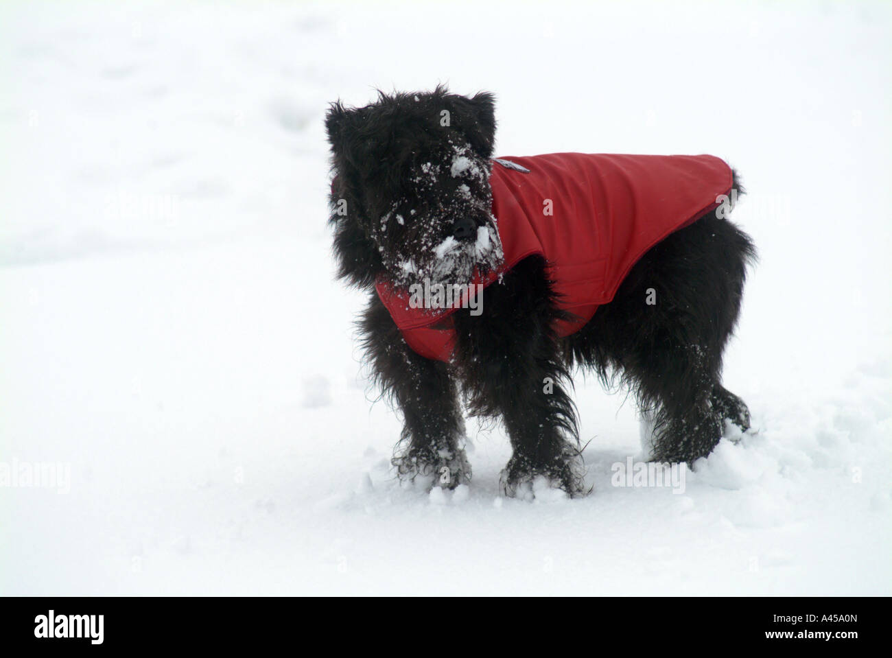 miniature schnauzer coat