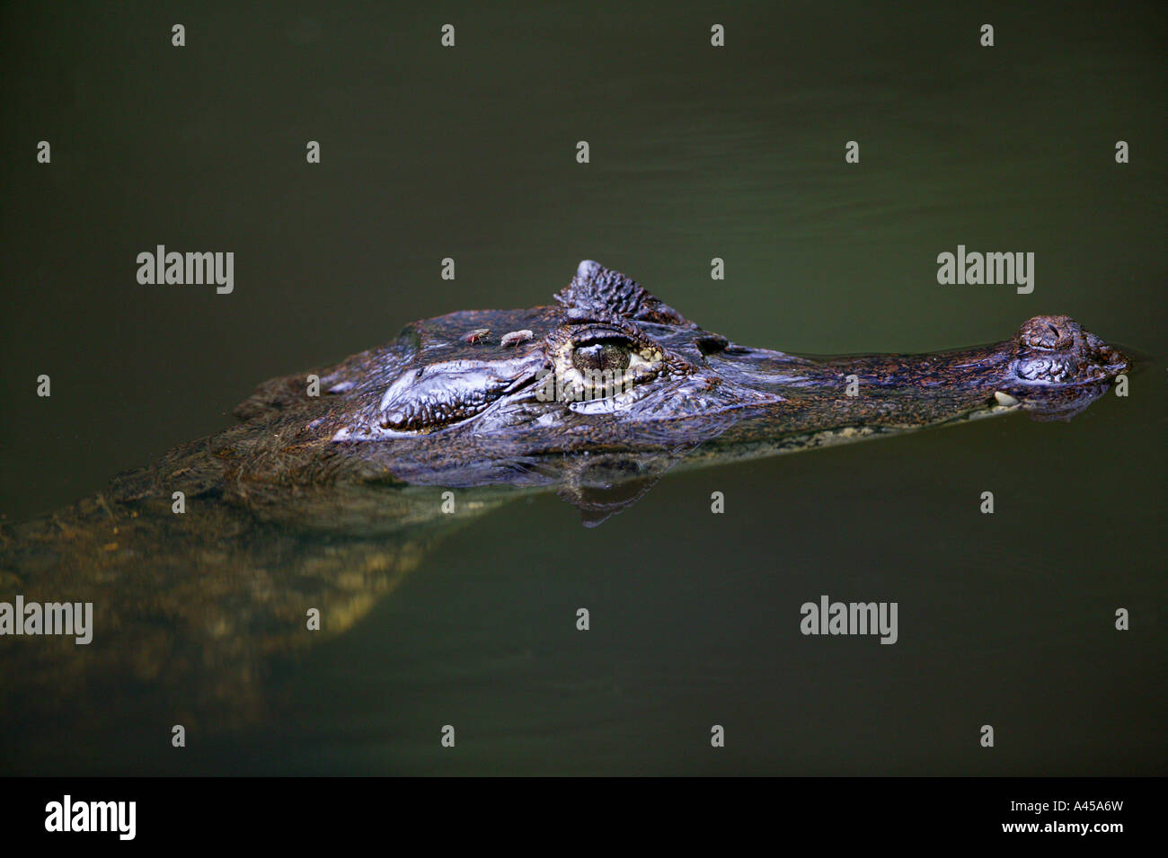 Spectacled Cayman, sci.name: Caiman crocodilus, in a lake at, at Isla Bastimentos national park, Republic of Panama. Stock Photo