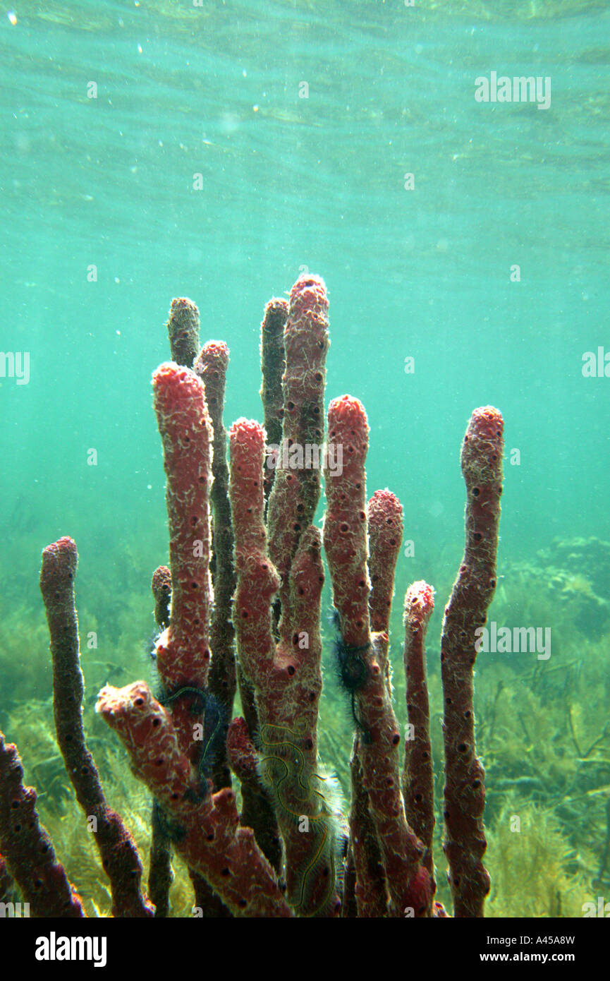 Corals in the water at the coast of Isla Bastimentos national park, Bocas del Toro province,  Republic of Panama. Stock Photo