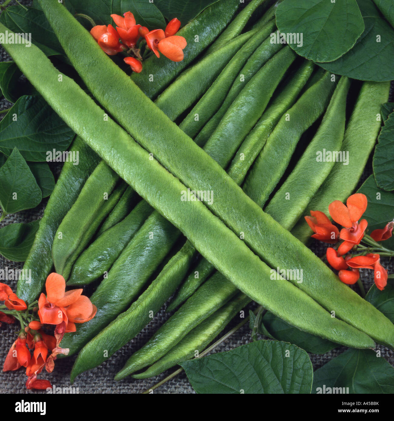 Runner Beans. 'Scarlet Emperor' Stock Photo Alamy