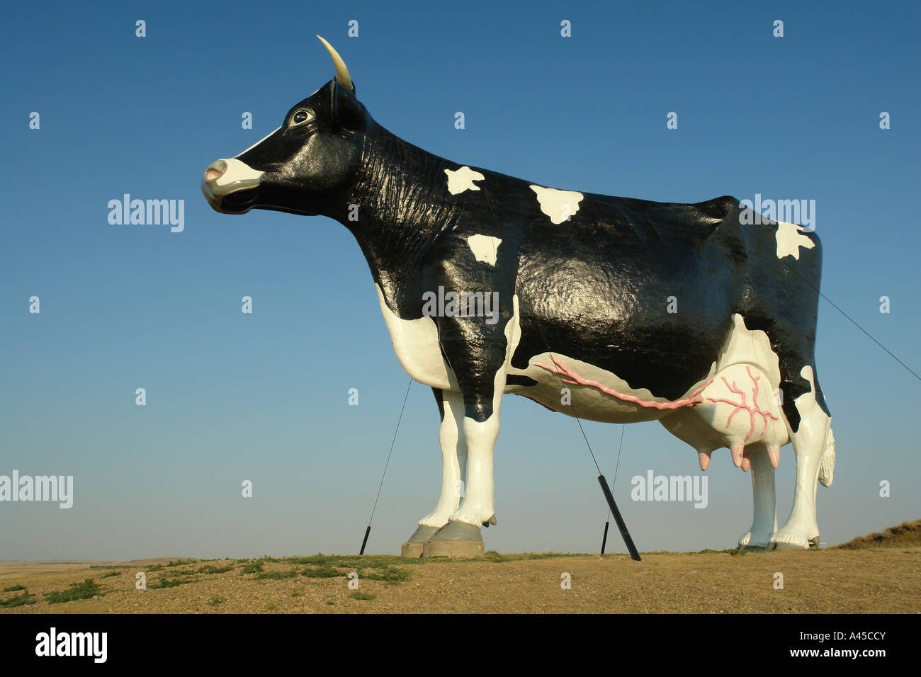 AJD57359, New Salem, ND, North Dakota, "Salem Sue", Huge Holstein Cow