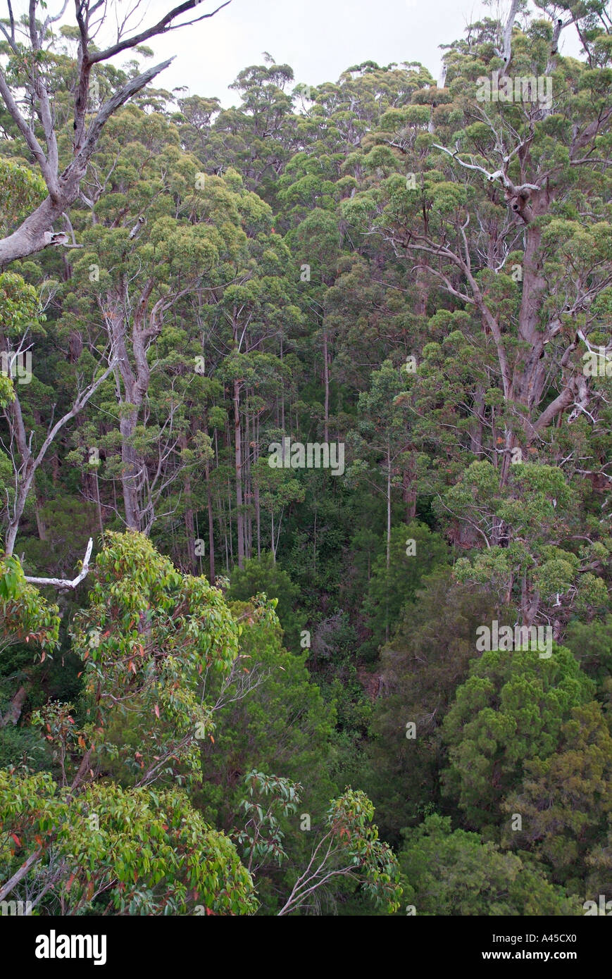 Enormous tropic hardwood tree viewed from canopy looking down Jungle