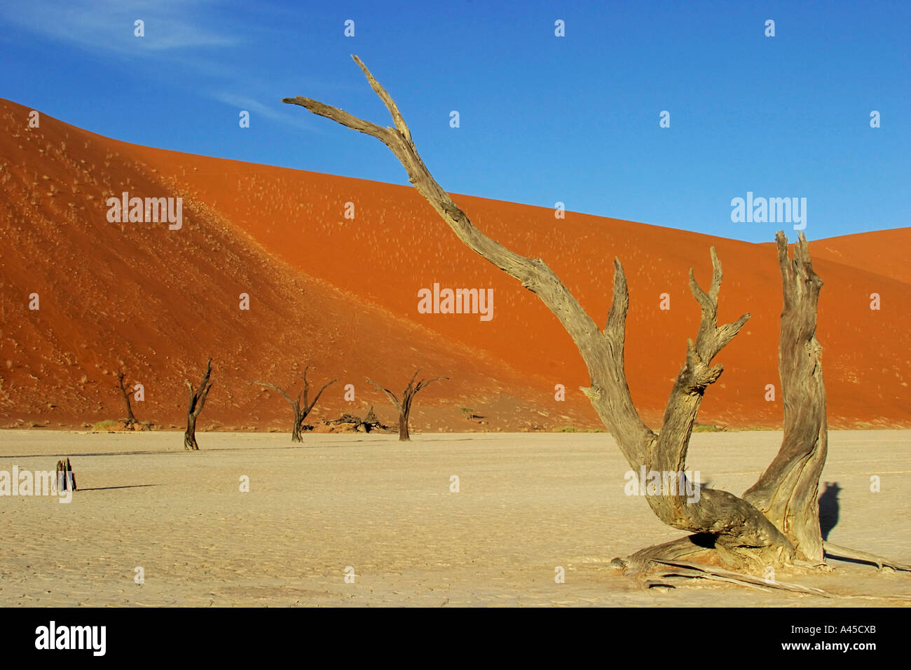 Dead Trees between high red dunes on a dry loam vlei. Deadvlei (by Sossusvlei), Namib Desert, Namibia Stock Photo