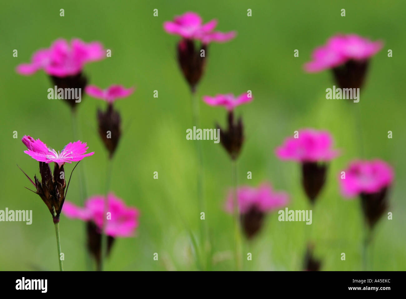 pink carnation Stock Photo