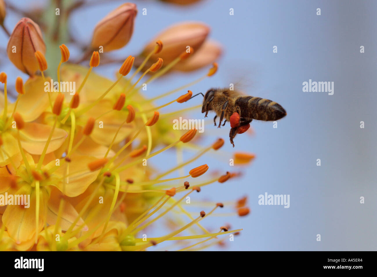 Honey bee insects hi-res stock photography and images - Alamy
